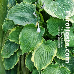Hosta Blue Jeans Bling