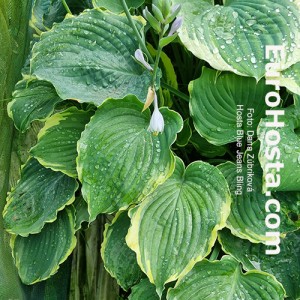 Hosta Blue Jeans Bling