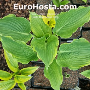 Hosta Blue Jeans Bling