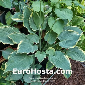 Hosta Blue Jeans Bling