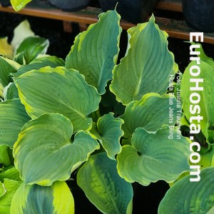 Hosta Blue Jeans Bling