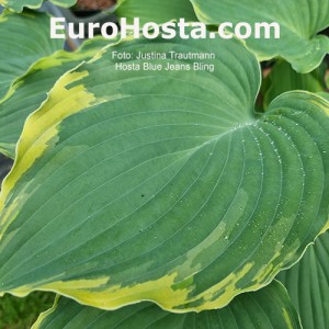 Hosta Blue Jeans Bling