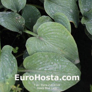 Hosta Blue Lady