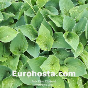 Hosta Blue Lady