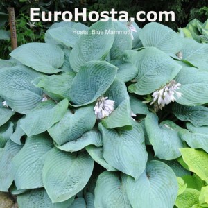 Hosta Blue Mammoth- Eurohosta