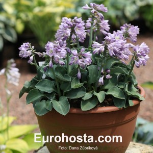 Hosta Blue Mouse Ears