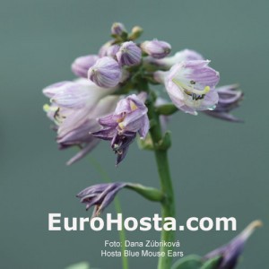 Hosta Blue Mouse Ears