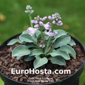 Hosta Blue Mouse Ears - Eurohosta