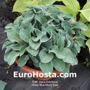 Hosta Blue Mouse Ears