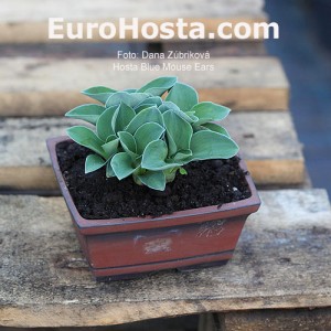 Hosta Blue Mouse Ears - Eurohosta