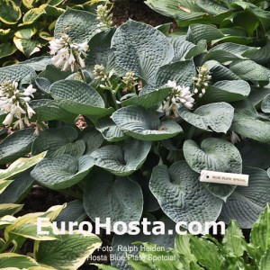 Hosta Blue Plate Special - Eurohosta