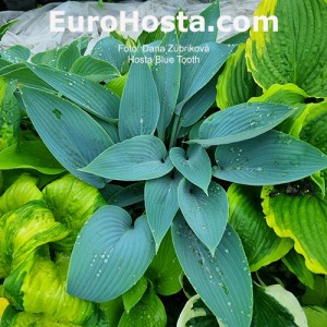 Hosta Blue Tooth