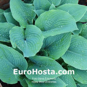 Hosta Blue Umbrellas - Eurohosta