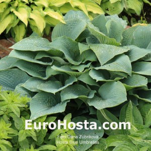 Hosta Blue Umbrellas - Eurohosta