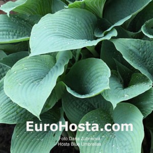 Hosta Blue Umbrellas - Eurohosta