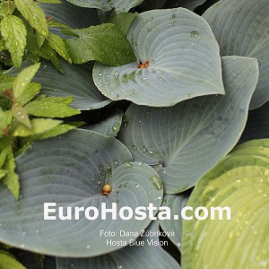 Hosta Blue Vision