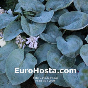 Hosta Blue Vision