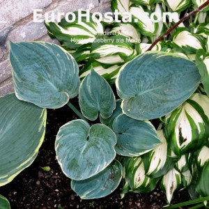 Hosta Blueberry ala Mode - Eurohosta