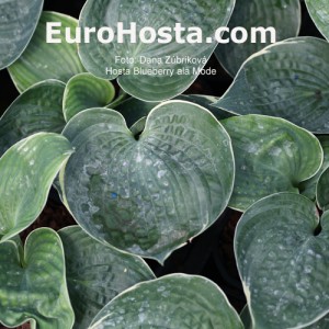 Hosta Blueberry ala Mode - Eurohosta