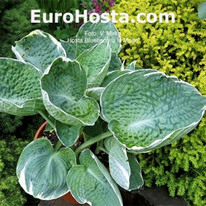 Hosta Blueberry ala Mode - Eurohosta