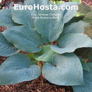 Hosta Blueberry Muffin - Eurohosta