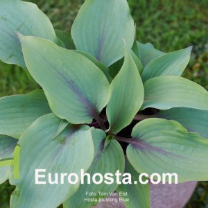 Hosta Blushing Blue