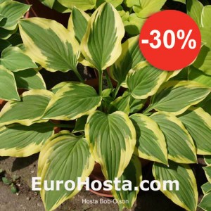 Hosta Bob Olson