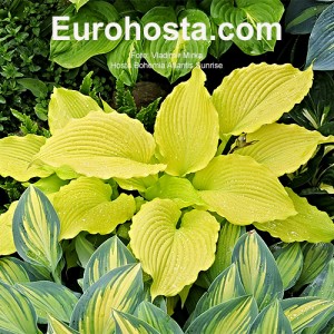 Hosta Bohemia Atlantis Sunrise 