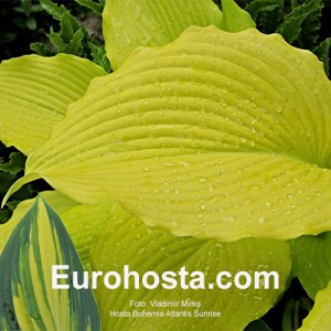 Hosta Bohemia Atlantis Sunrise 