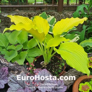 Hosta Bohemia Atlantis Sunrise 