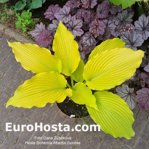 Hosta Bohemia Atlantis Sunrise 