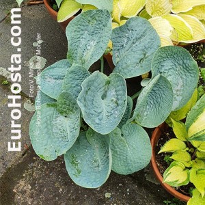 Hosta Bohemia Deep Ocean Monster