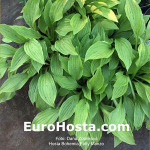 Hosta Bohemian Fatty Manzo