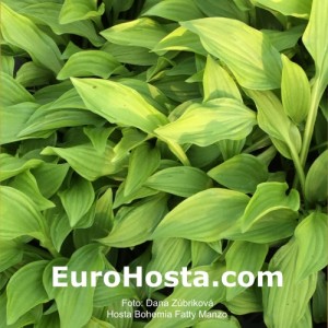 Hosta Bohemian Fatty Manzo