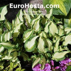 Hosta Bohemian Fatty Manzo