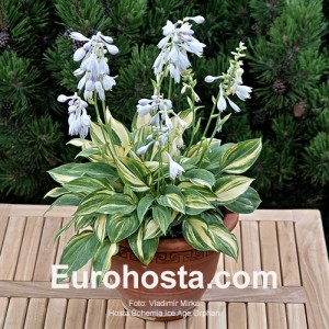 Hosta Bohemia Ice Age Orphan 