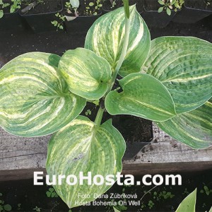 Hosta Bohemia Oh Well