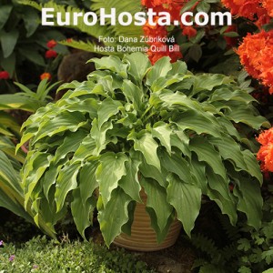 Hosta Bohemia Quill Bill