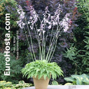 Hosta Bohemia Quill Bill