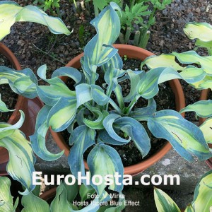 Hosta Bohemia Ripple Blue Effect