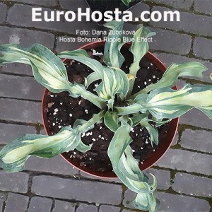 Hosta Bohemia Ripple Blue Effect