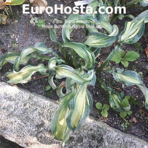 Hosta Bohemia Ripple Blue Effect