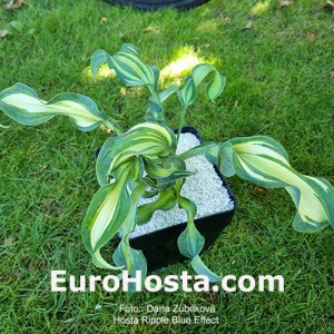 Hosta Bohemia Ripple Blue Effect