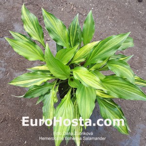 Hosta Bohemia Salamander