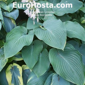 Hosta Boondocks funkia | EUROHOSTA