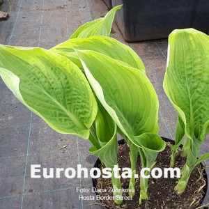 Hosta Border Street