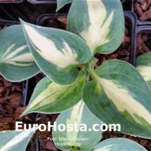 Hosta Bounty