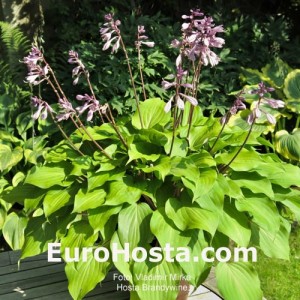 Hosta Brandywine