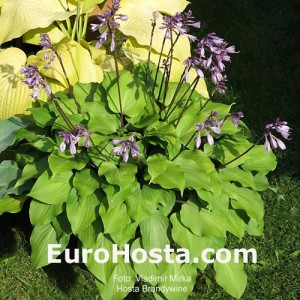 Hosta Brandywine