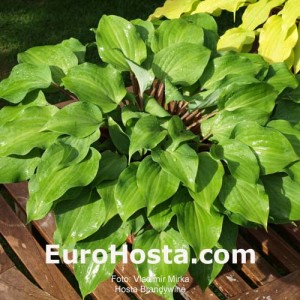 Hosta Brandywine